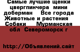 Самые лучшие щенки цвергпинчера (мини доберман) - Все города Животные и растения » Собаки   . Мурманская обл.,Североморск г.